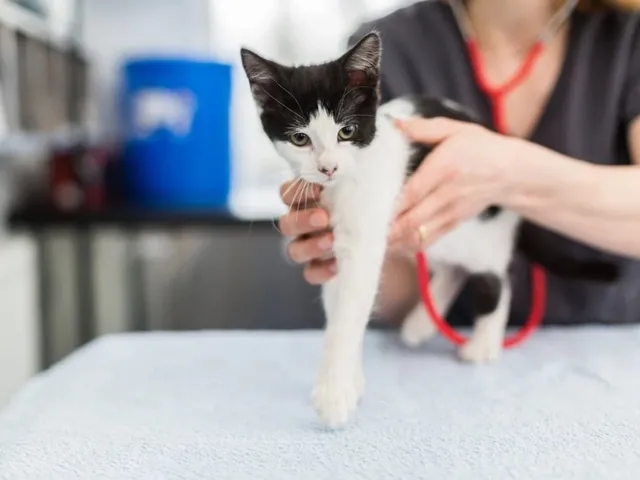 Downton Vets: Veterinary Care in Wiltshire