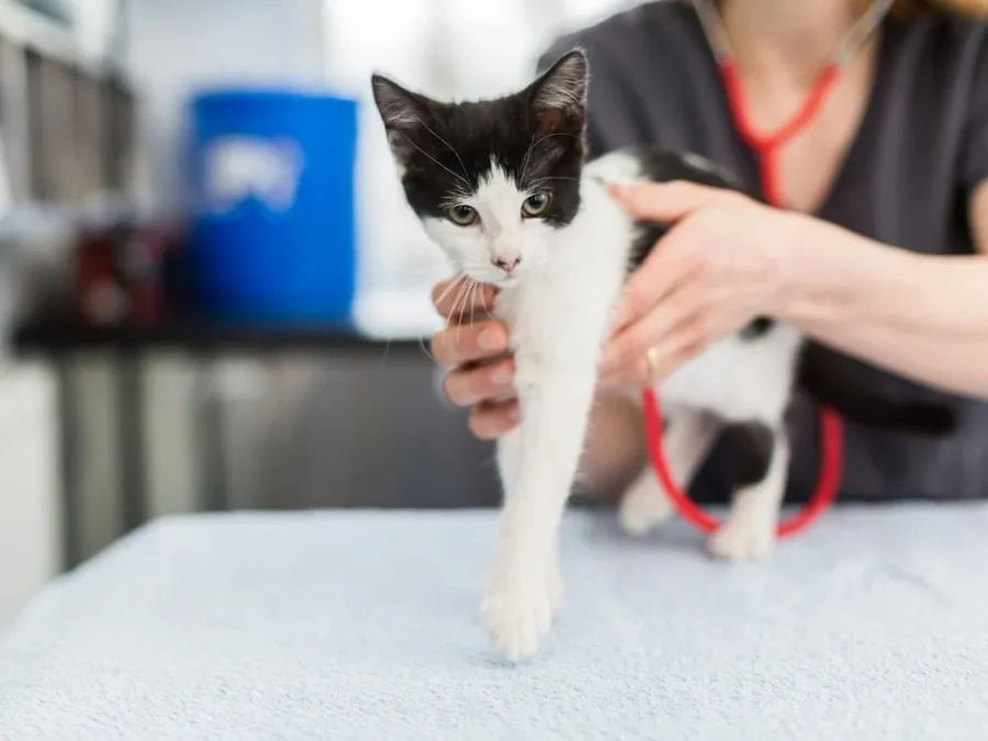 Downton Vets: Veterinary Care in Wiltshire